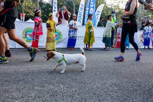 BIB: 
                            <button type="button" onclick="openModal(13716107)" class="btn btn-primary btn-sm float-right btn-popup" data-toggle="modal" data-target=".modal-high-quality">
                        <i class="fas fa-shopping-cart"></i> Add to Cart
                    </button>
                                            <button type="button" onclick="isThisMe(13716107, true)" class="btn btn-success btn-sm float-right btn-popup btn-isme hidden" data-toggle="tooltip" data-placement="bottom" title="นี่คือรูปของคุณใช่ไหม คลิกที่นี่เพื่อเอาเข้าอัลบั้ม">
                        <i class="fas fa-plus"></i> Add to album
                    </button>
                    <button type="button" onclick="isThisMe(13716107, false)" class="btn btn-warning btn-sm float-right btn-popup btn-isnotme hidden">
                        <i class="fas fa-ban"></i> Remove from album
                    </button>